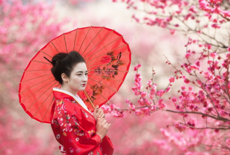 Geisha with pink umbrella, standing beneath a cherry blossom tree in Japan. Image by rod_julian