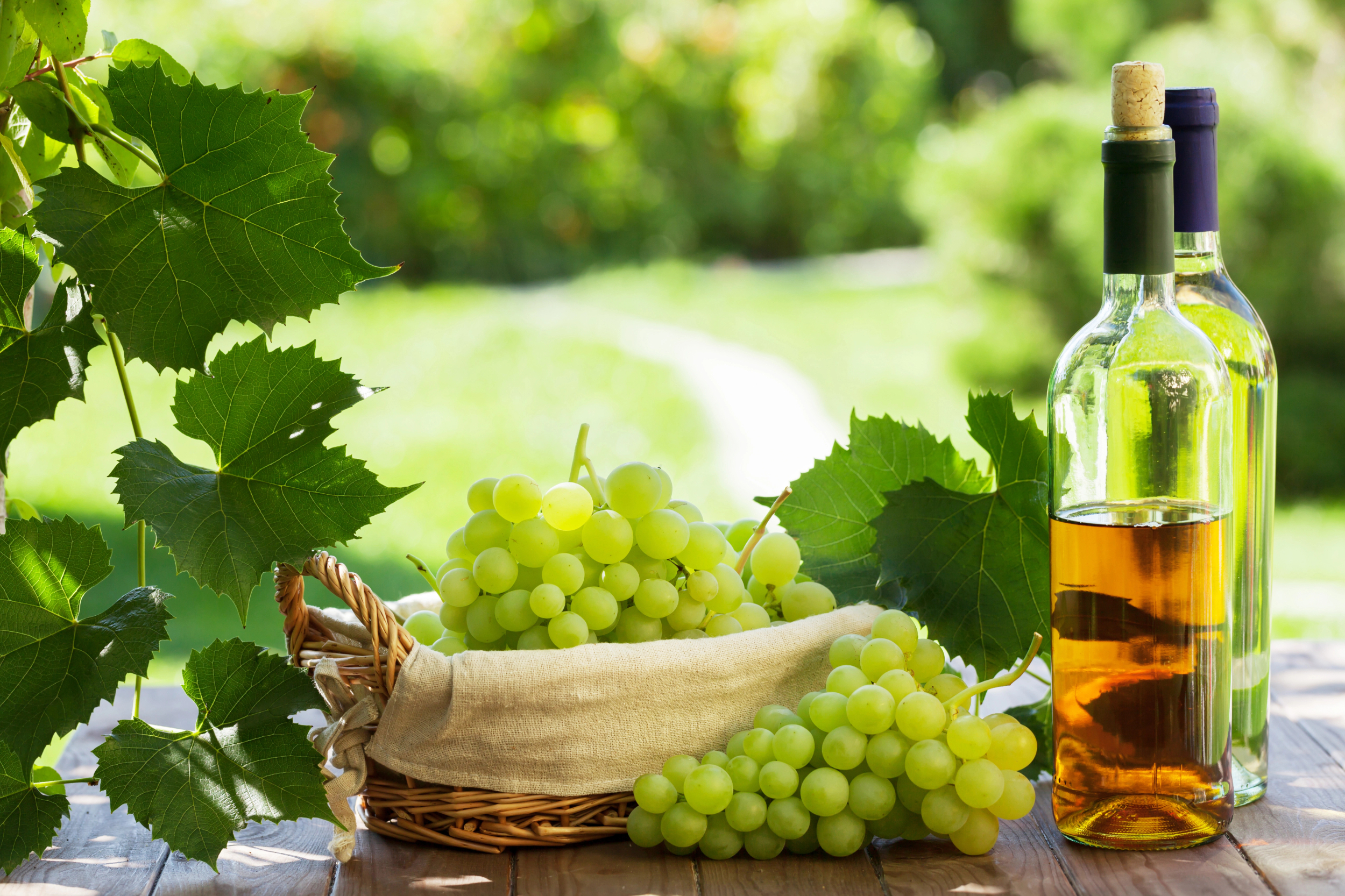 White wine and grapes on garden table in Italy/ karandaev