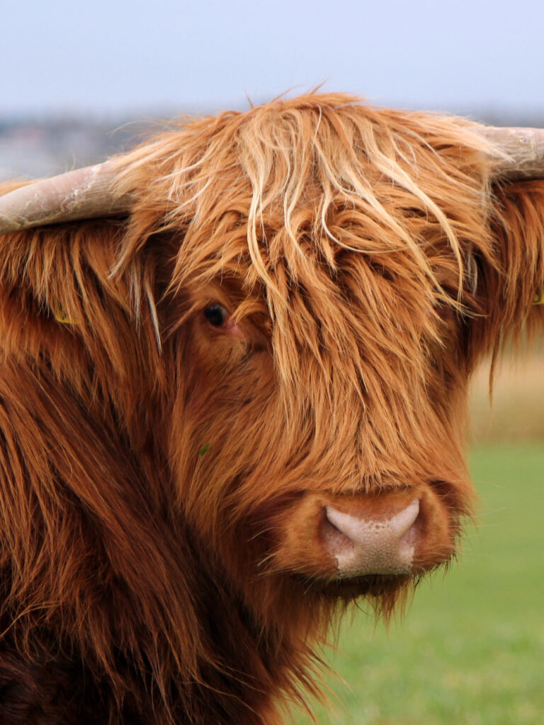 Close-up of a shaggy, reddish-brown Highland cow in Scotland